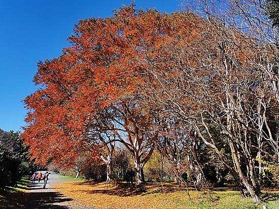神代植物公園とは 地理の人気 最新記事を集めました はてな