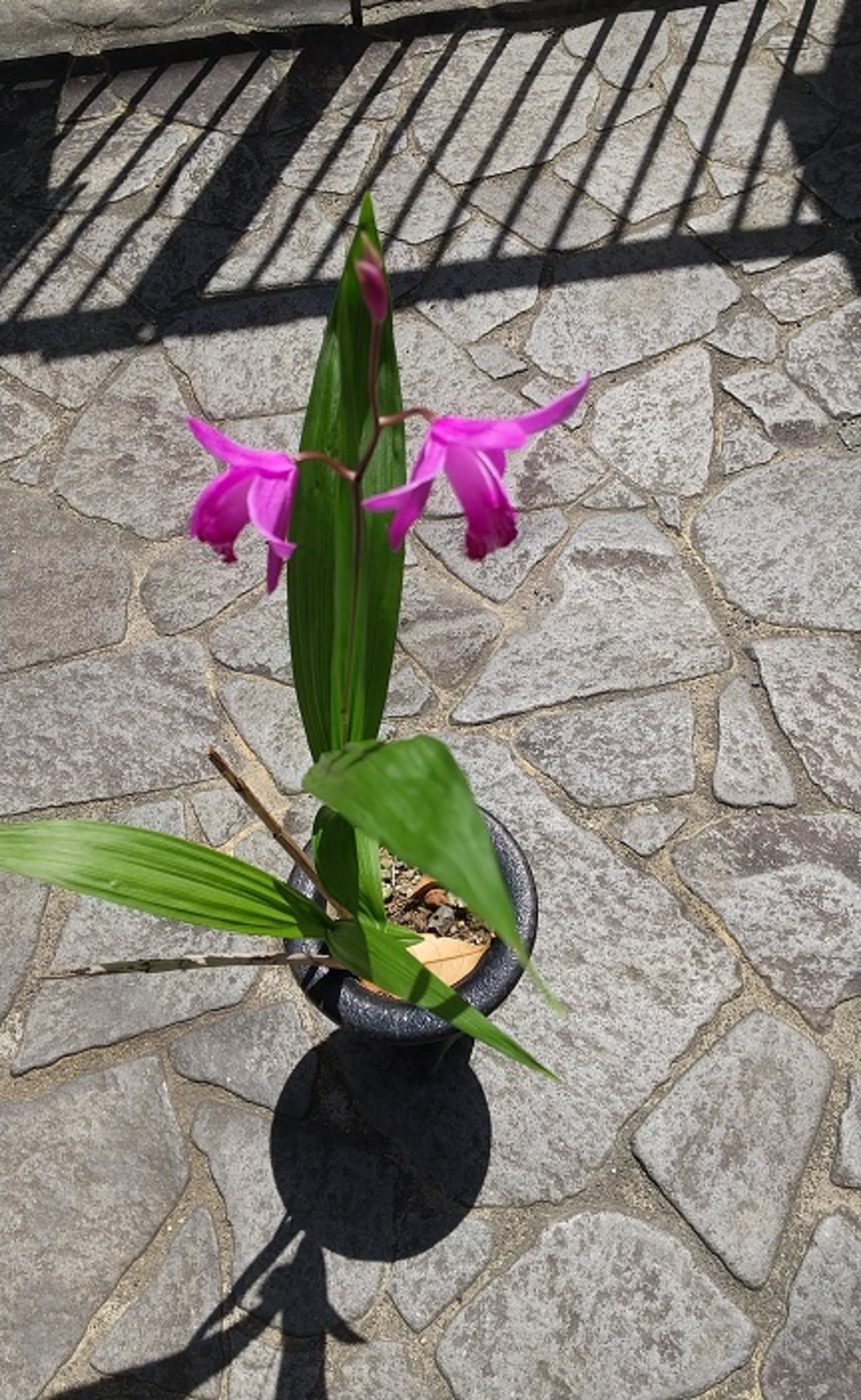 鉢植えのシランの紫の花が咲いています - ''かんとうしょうえ''の痛風日記