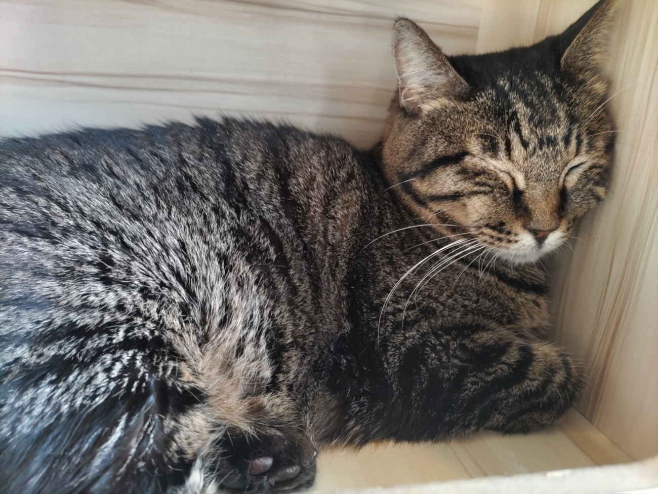 夏休みのねこかつ - 地球の女神を目指す主婦のブログ