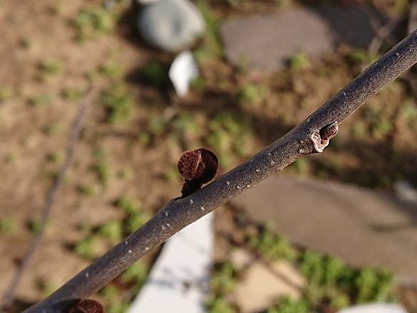 花芽とは 動植物の人気 最新記事を集めました はてな 花芽とは 動植物の人気 最新記事を集めました はてな