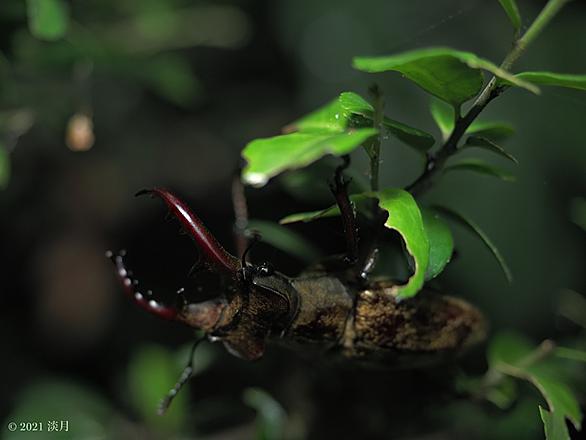ミヤマクワガタとは 動植物の人気 最新記事を集めました はてな