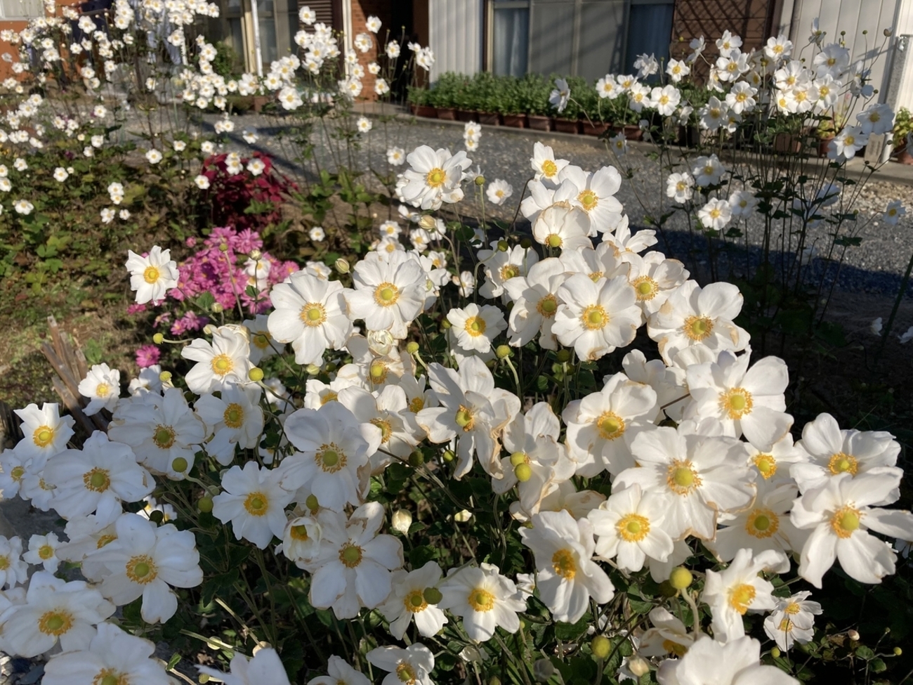 シュウメイギクの丈調整 - ちょっぴり花恋慕