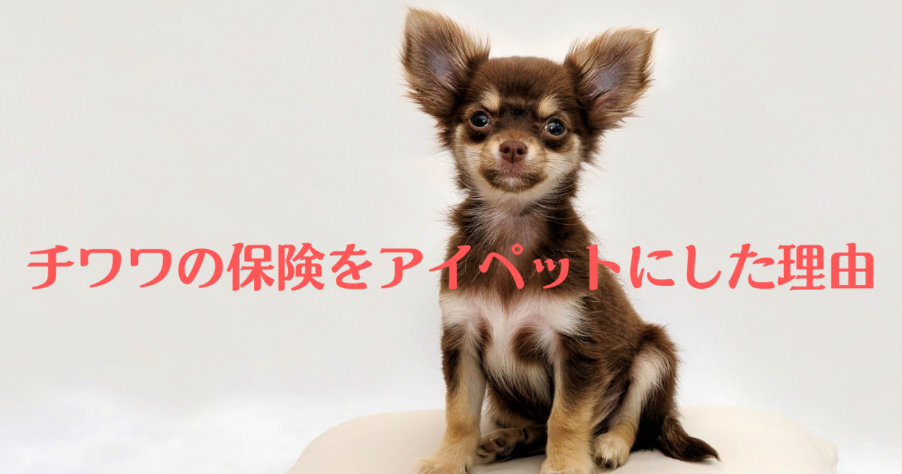 チワワのペット保険をアイペットにした理由。安価な保険と比較してみた。 - ハピチわブログ