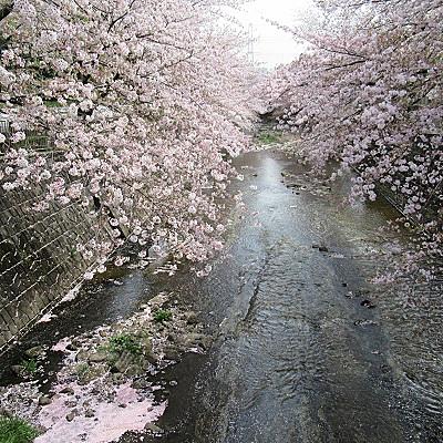 花筏とは 一般の人気 最新記事を集めました はてな