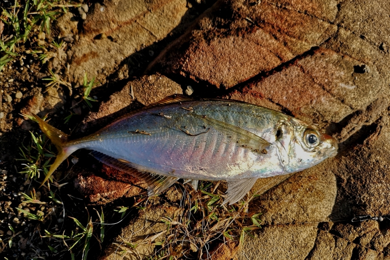 omoto CHIEF MVP 5500 ベイトリール ジャイアントベイト 雷魚 omoto CHIEF MVP 5500 ベイトリール ジャイアントベイト 雷魚