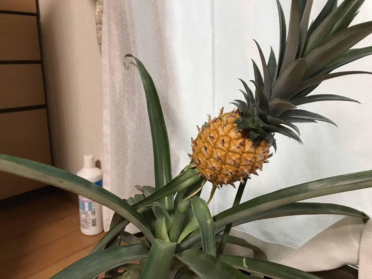 鉢植えパイナップル、収穫しました。 - はじめの1歩