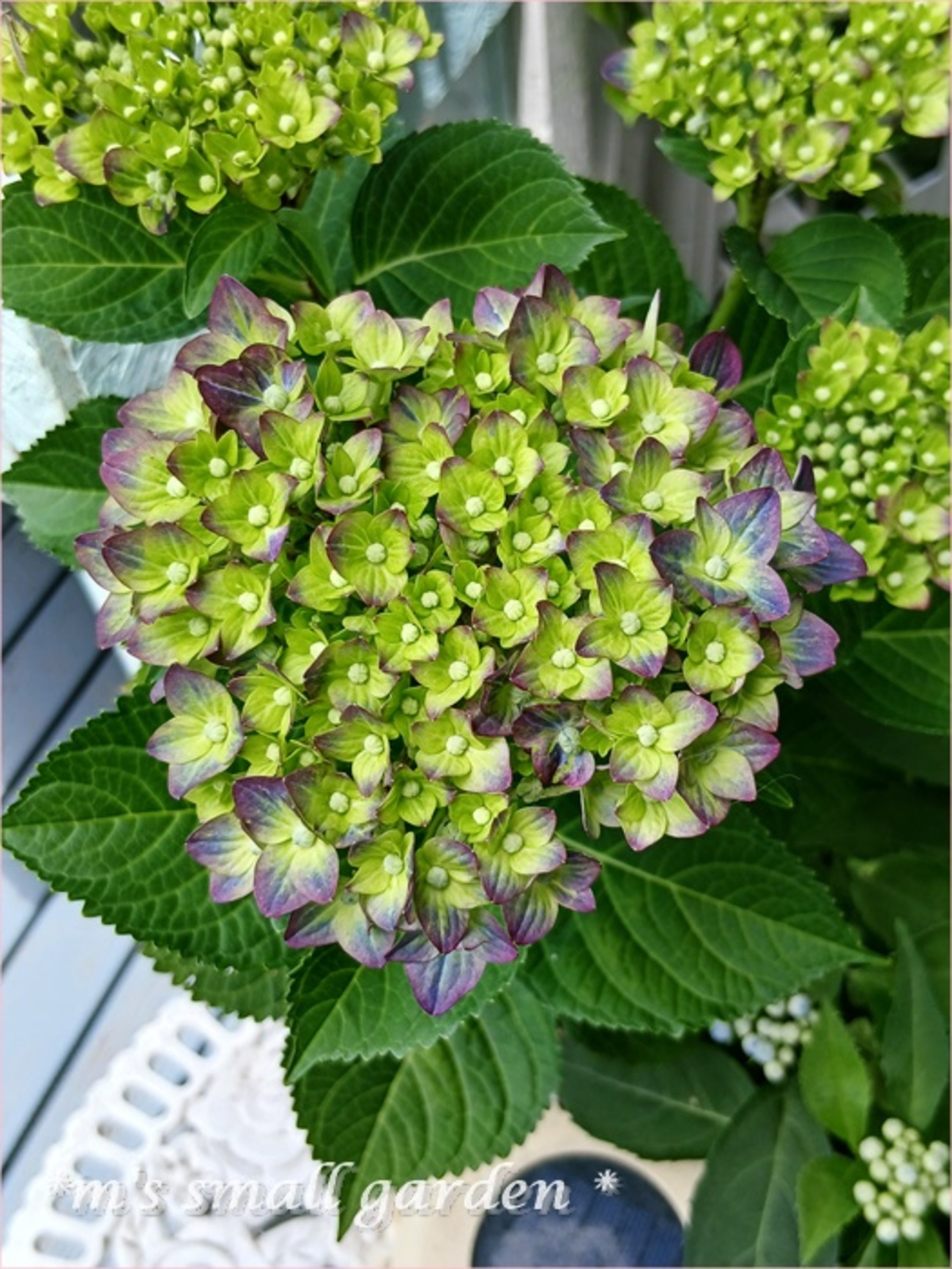 紫陽花 数量限定】紫陽花 あじさい タイニーガール 青 4.5号鉢 鉢植え