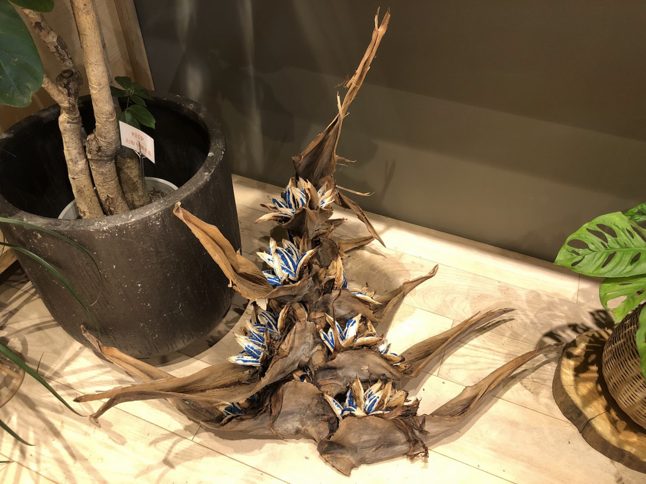 突然の出会いは「タビビトノキの実」 - Botanic Lovers