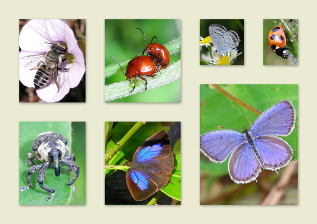  Picasa　素人 今さらですが、Picasaを使ってコラージュ - 虫はともだち