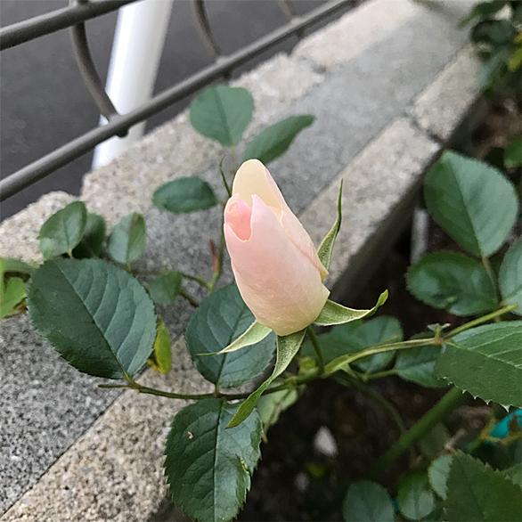 ジャクリーヌ デュ プレとは 音楽の人気 最新記事を集めました はてな ジャクリーヌ デュ プレとは 音楽の人気 最新記事を集めました はてな