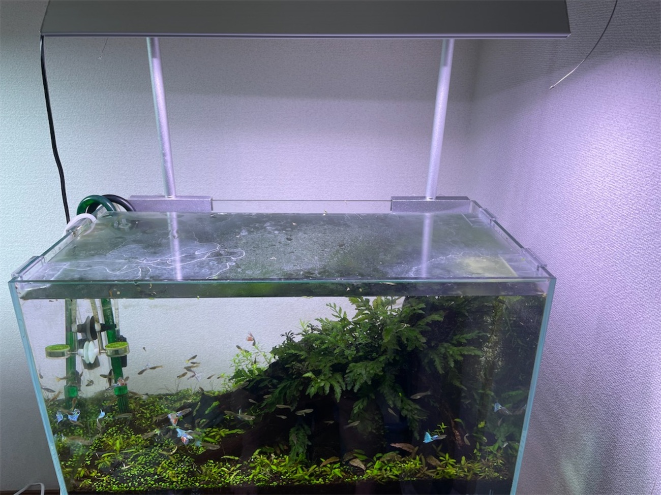 アクロの60cm水槽（スーパークリア）を使ったグッピー飼育用の水草