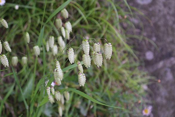 コバンソウとは 動植物の人気 最新記事を集めました はてな コバンソウとは 動植物の人気 最新記事を集めました はてな