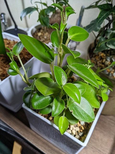 ペペロミアとは 動植物の人気 最新記事を集めました はてな