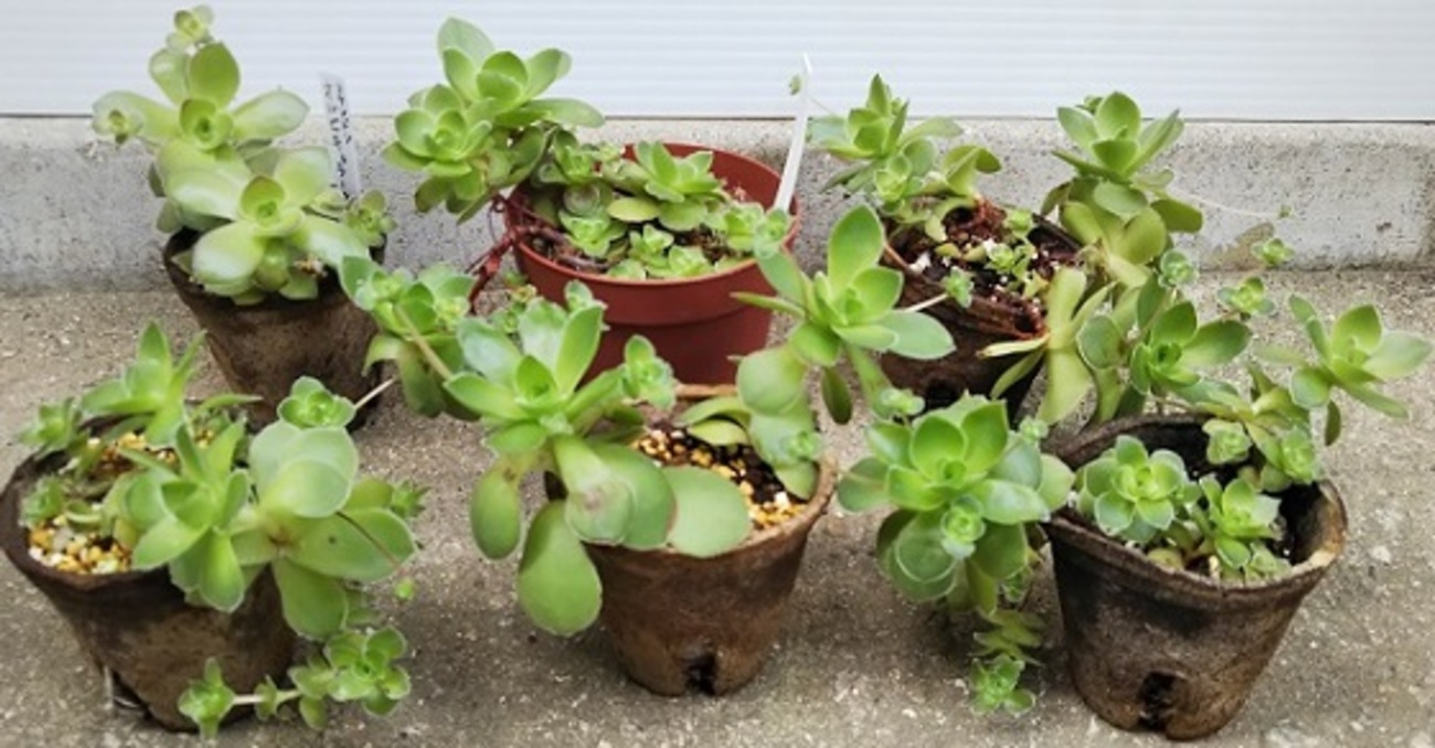 クラッスラ属「オルビキュラータ」の植え替えと株分け - 多肉植物いや 