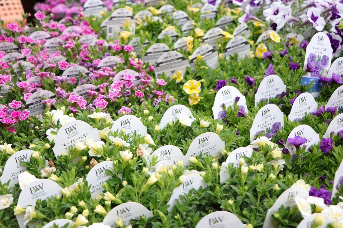 豪華な八重咲き: PWスーパーベルでお庭を彩る！ #豊富な花色 - GP-Yamacho