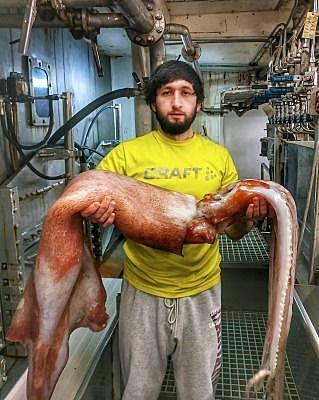 アメリカオオアカイカとは 動植物の人気 最新記事を集めました はてな アメリカオオアカイカとは 動植物の人気 最新記事を集めました はてな