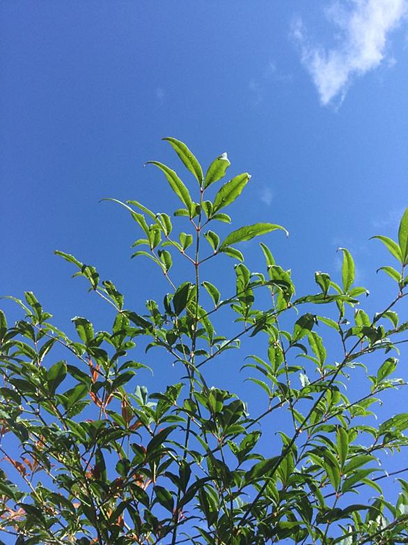 ユキノシタとは 動植物の人気 最新記事を集めました はてな