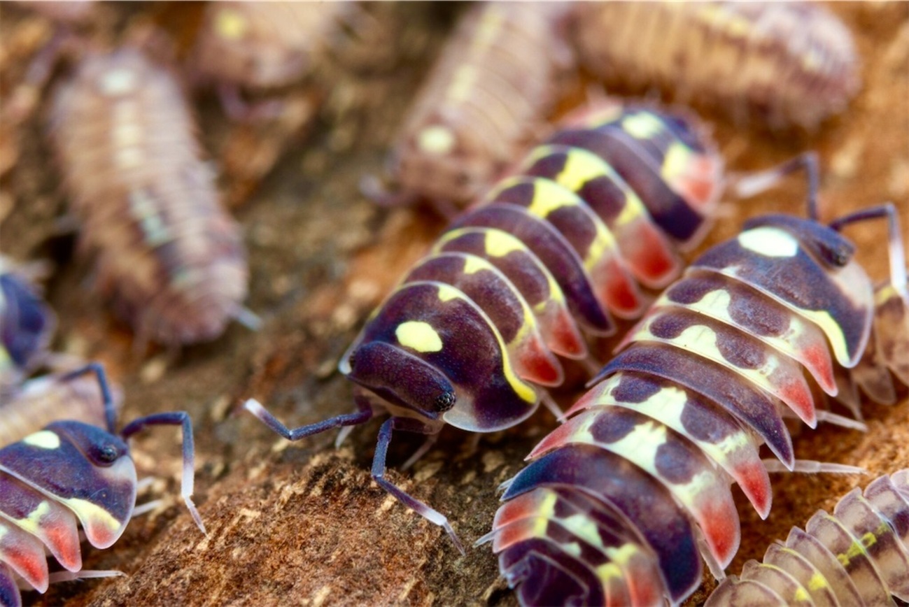 Merulanella sp. Red Diablo - だんご虫の飼育日記