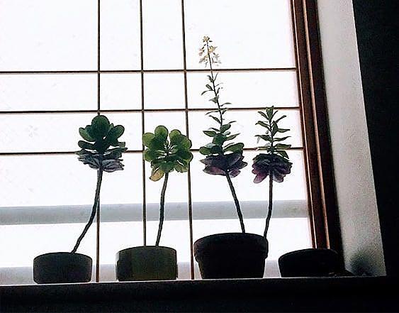 葉牡丹とは 動植物の人気 最新記事を集めました はてな 葉牡丹とは 動植物の人気 最新記事を集めました はてな