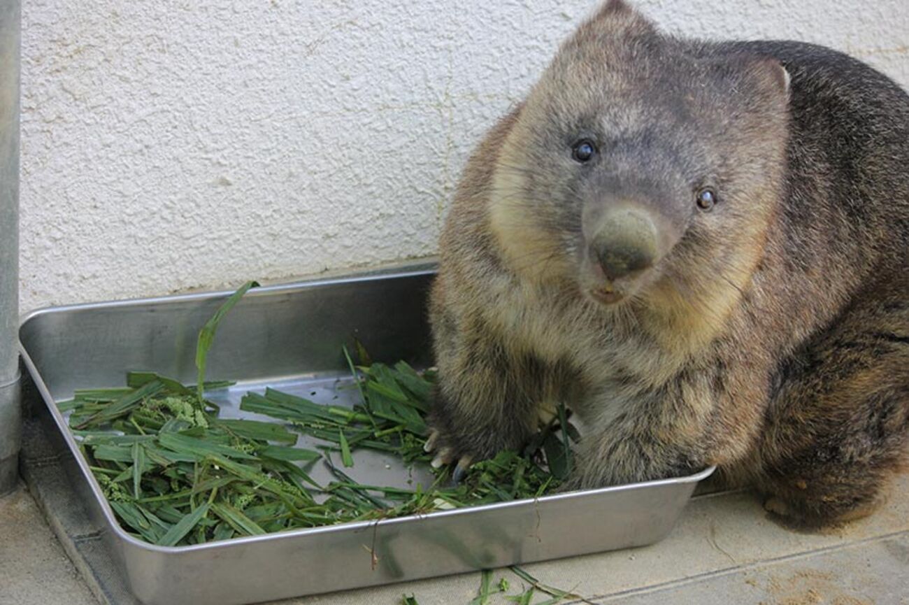 かわいいフォルムにくぎ付け♡ 珍獣ウォンバットのレアな姿に癒やされ
