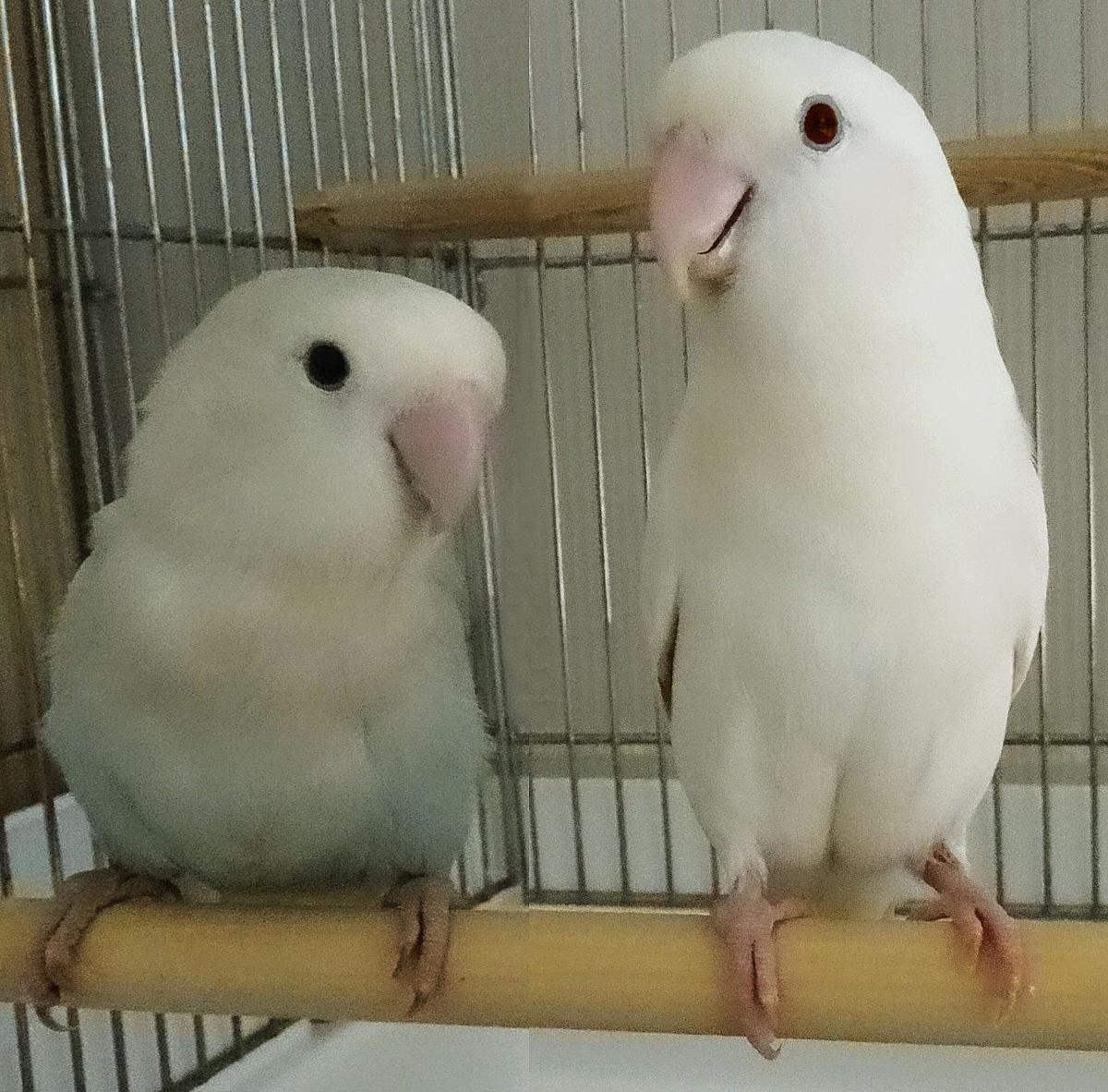 コザクラインコ東京