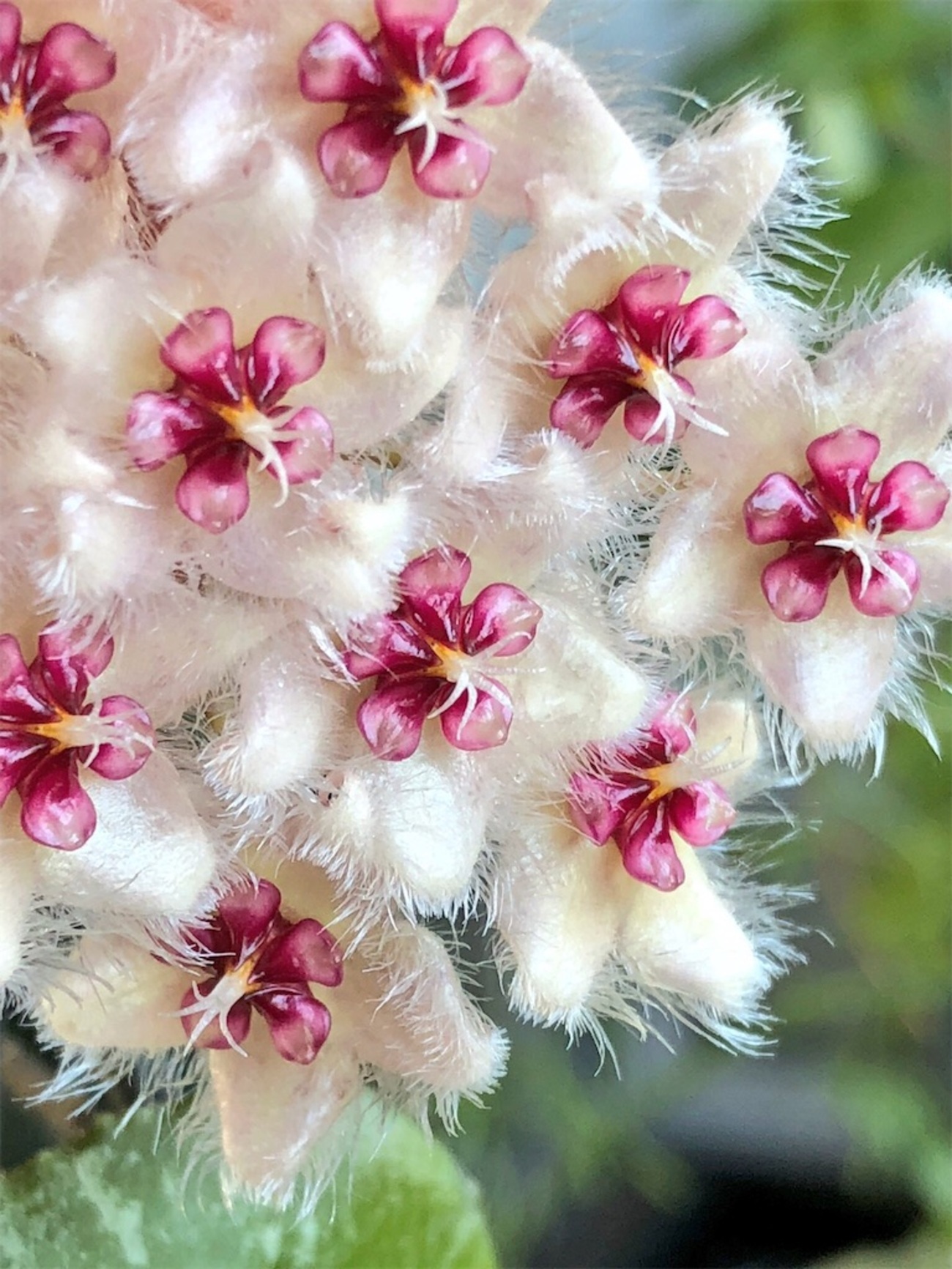 HOYA・ホヤ・Larisa・開花中・花座あり ホヤ 観葉植物