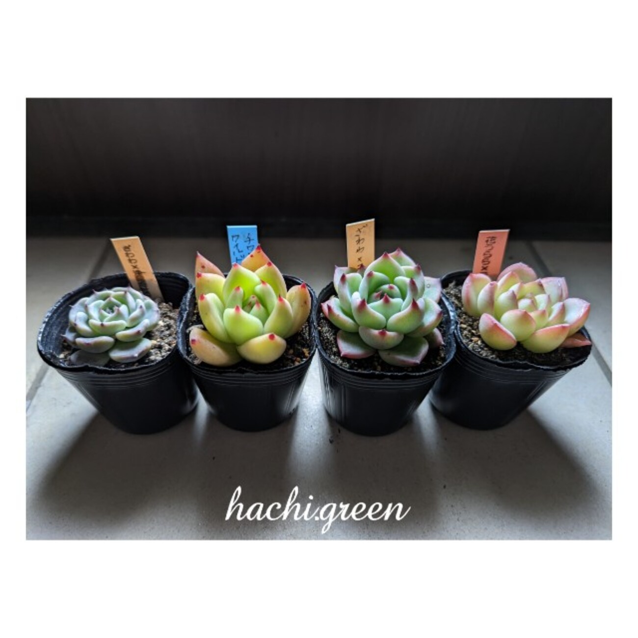 backend=imagemagick;version=1;