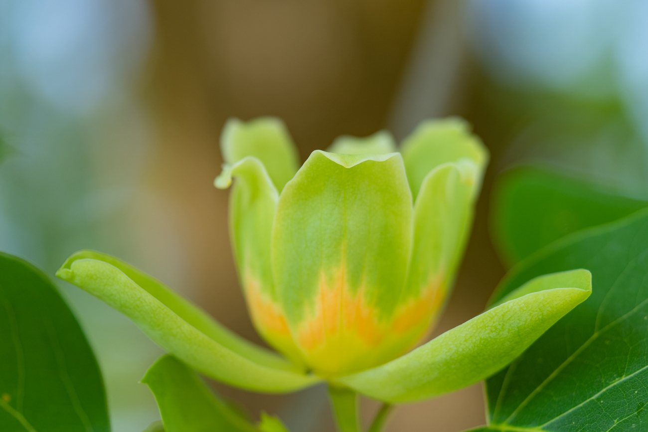 チューリップが咲いた - 光と風と薔薇と