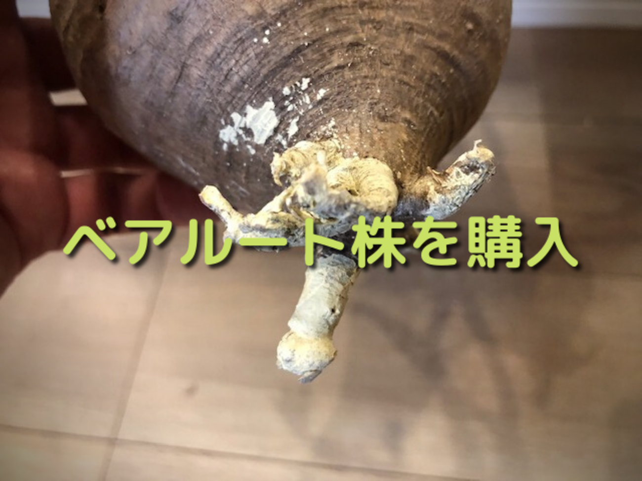 とうとう未発根のベアルート株を購入してしまいました。購入した株をご 