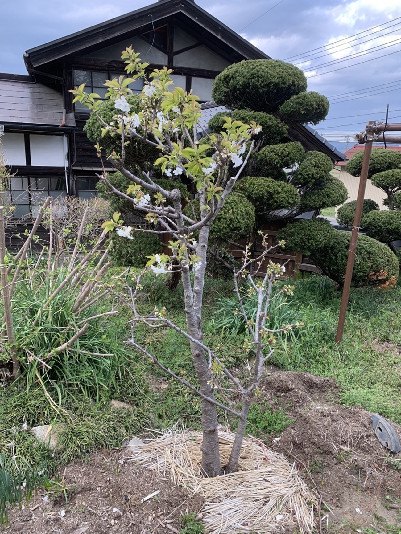 サクランボの花が咲いた！ - TomのブログⅡ