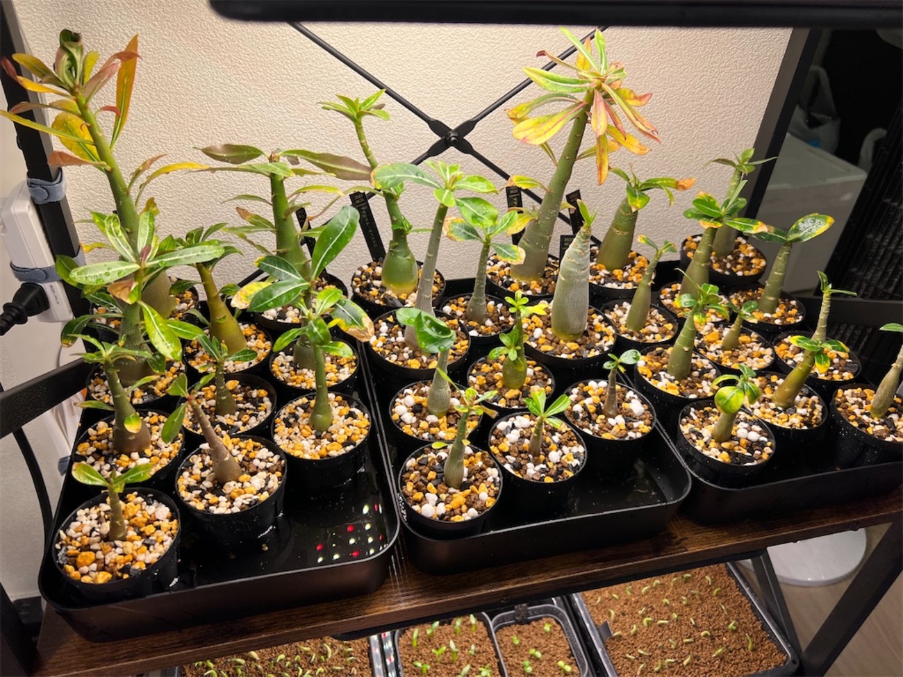 実生9ヶ月のアデニウムを鉢上げしました【植え替え】 - つばさブログ