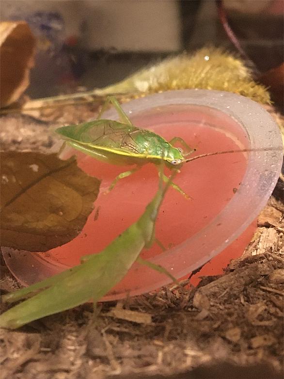ダンゴムシとは 動植物の人気 最新記事を集めました はてな ダンゴムシとは 動植物の人気 最新記事を集めました はてな