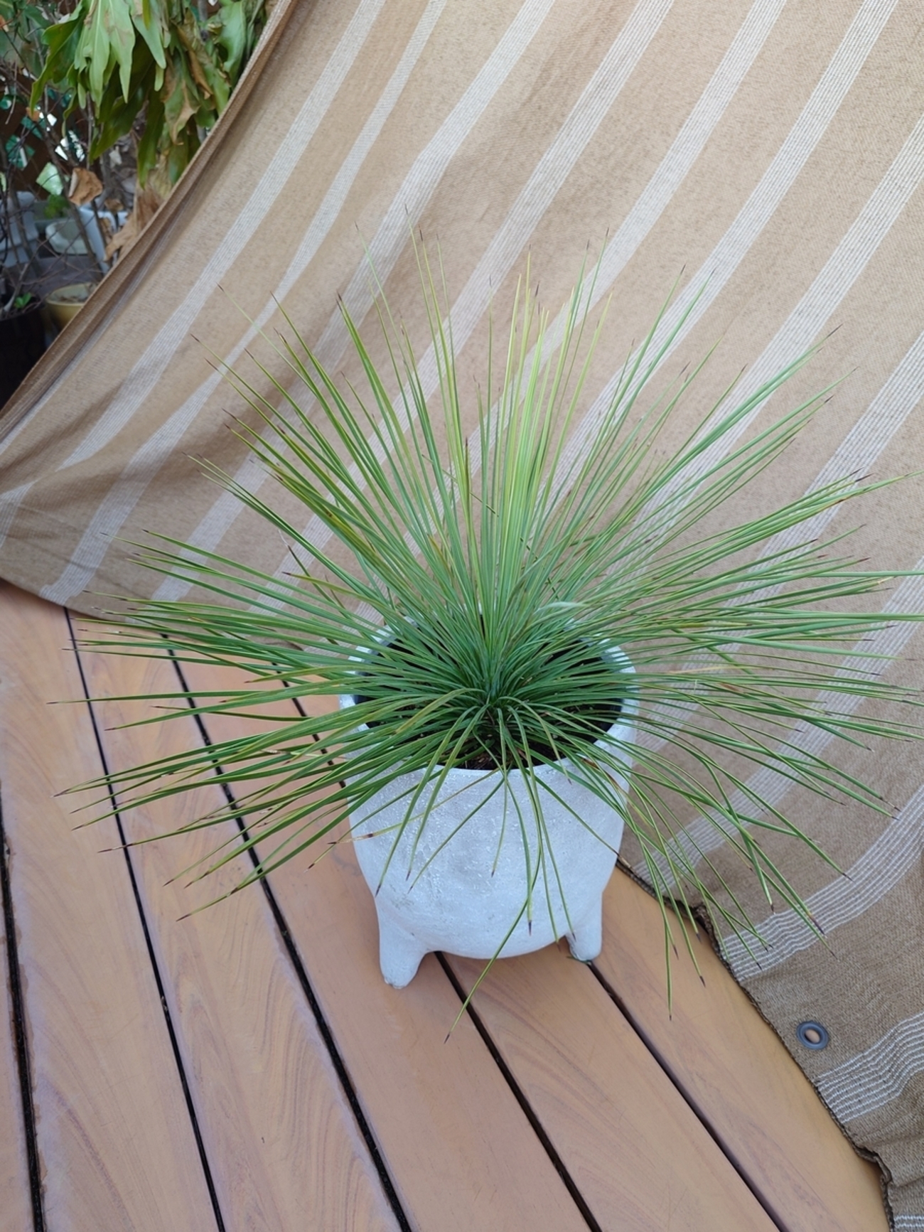 ユッカ リネアリフォリア - papagreen