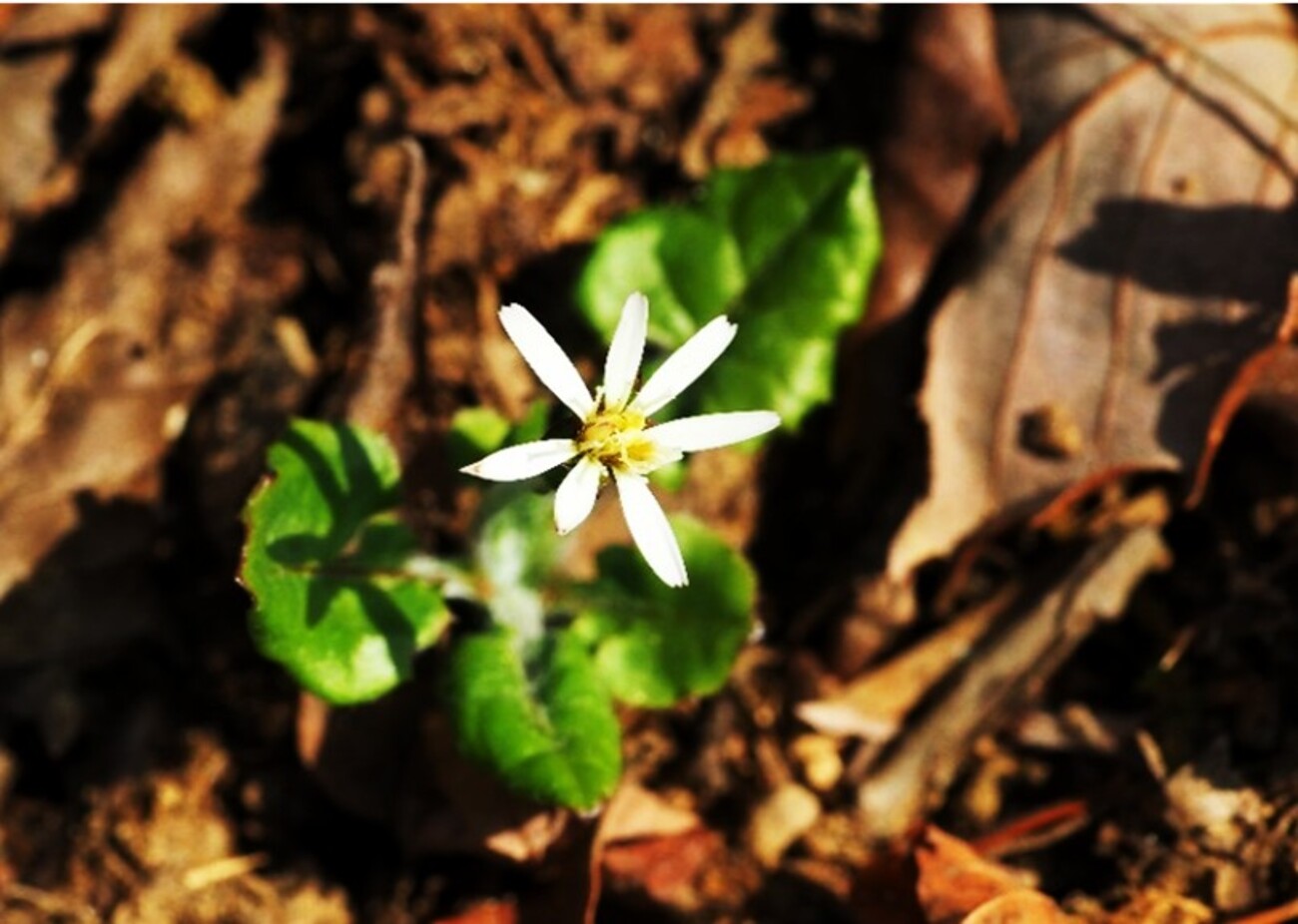 季節のたより168 センボンヤリ - mkbkc's diary