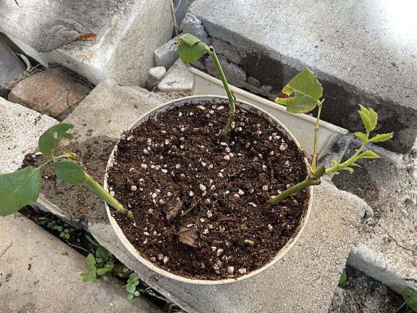 挿し芽とは 人気 最新記事を集めました はてな