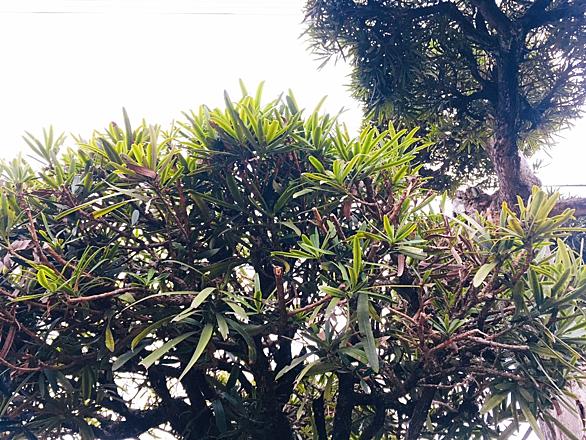 アメリカフウロとは 動植物の人気 最新記事を集めました はてな