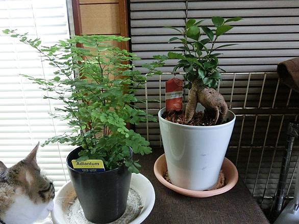 アジアンタム 植物 英語 アジアンタム 植物 英語