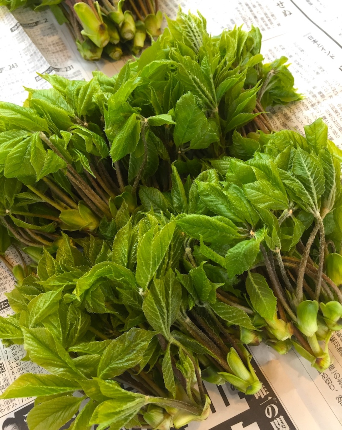 コシアブラを収穫!