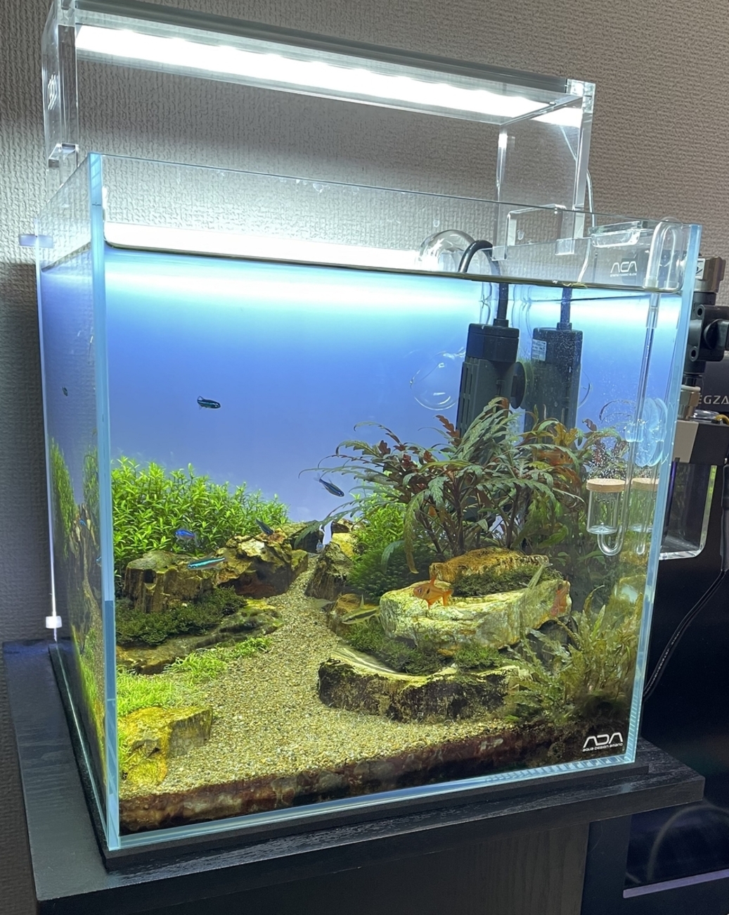 ADA アクアスカイG301 淡水30cmキューブ水槽の紹介 - 淡水海水30cm生活