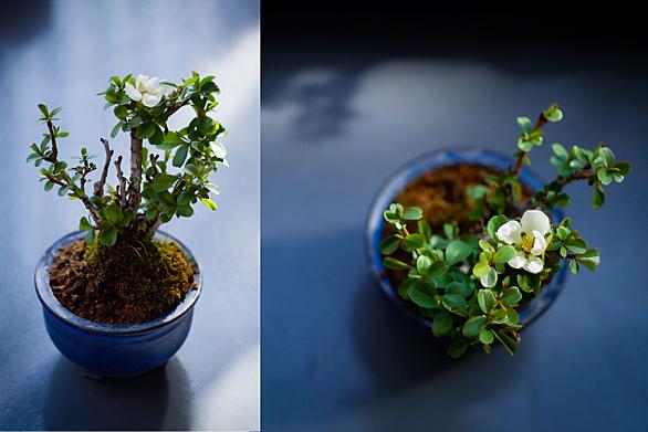 挿し木とは 動植物の人気 最新記事を集めました はてな 挿し木とは 動植物の人気 最新記事を集めました はてな