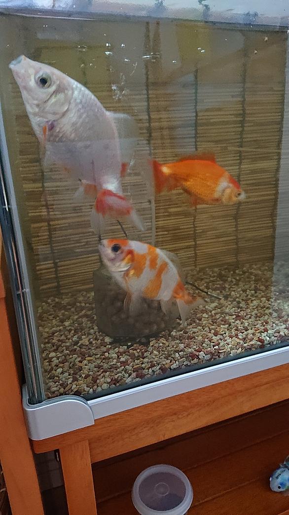 エサ争いとは 人気 最新記事を集めました はてな