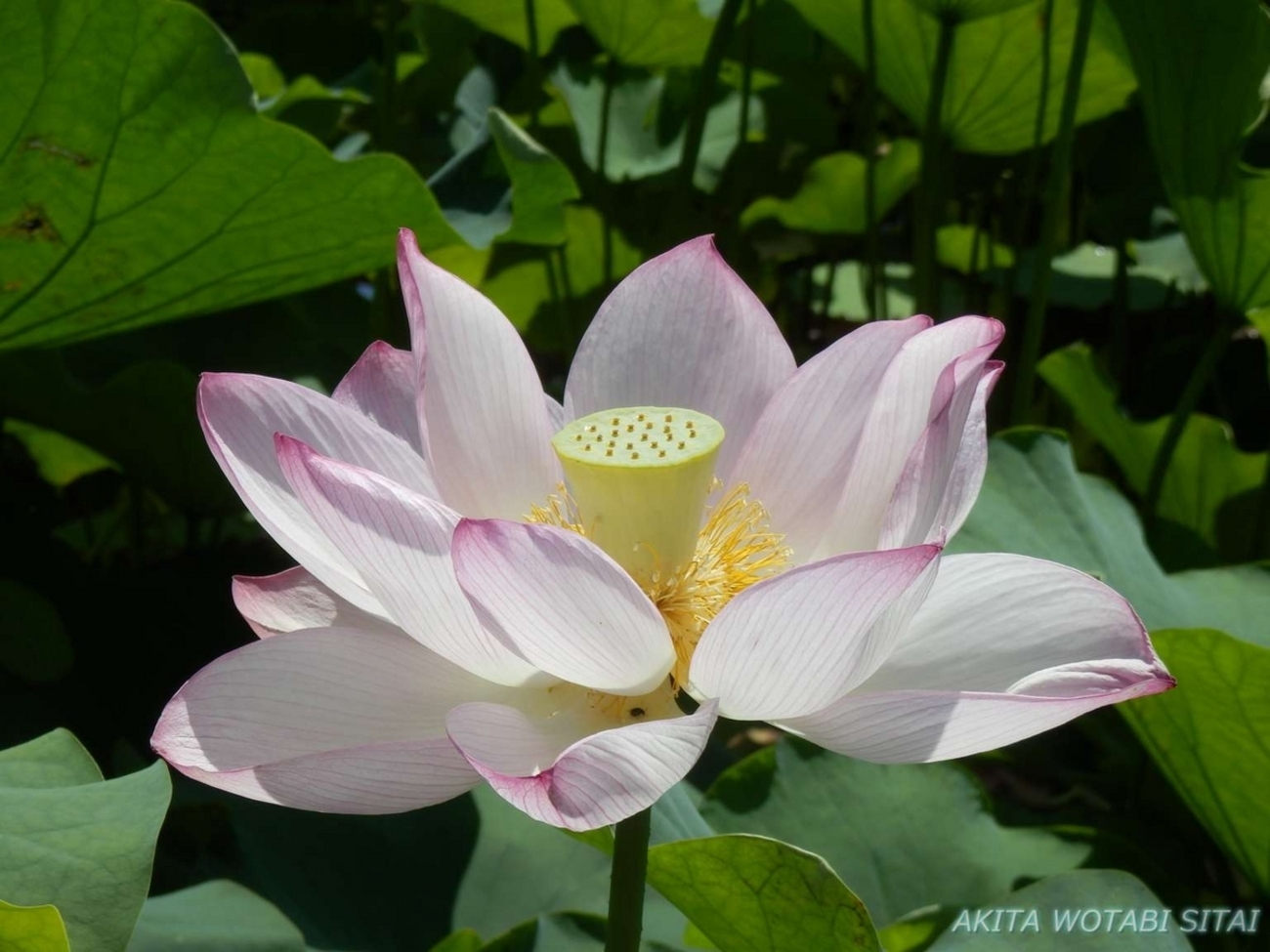 黄昏時の秋の花畑　Bタイプ 20センチ四方　立体パネルキャンバス Amazon.co.jp: 花踊る秋の花畑 25センチ四方 立体パネル