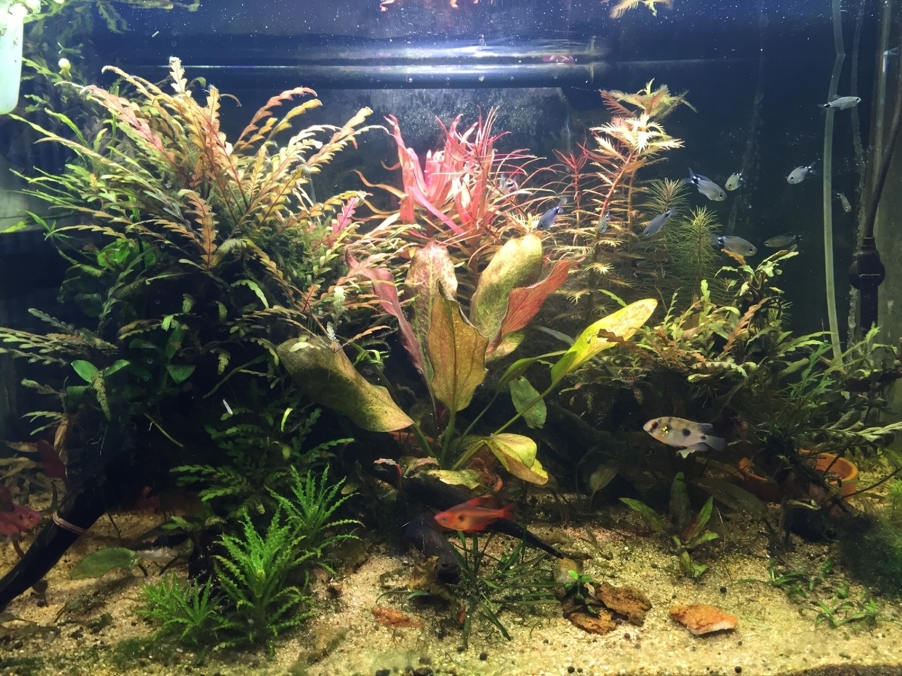 60cm水槽秋色レイアウト作成日記 - 水槽は心のバロメーター