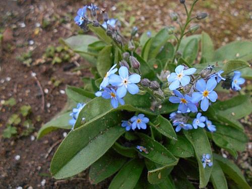 忘れな草とは 動植物の人気 最新記事を集めました はてな