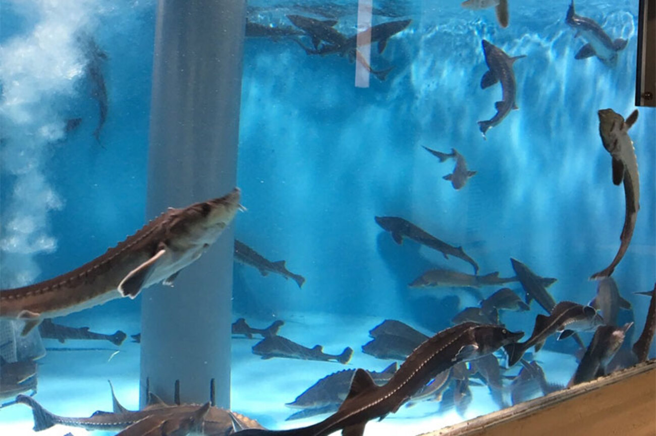 謎多き古代魚「チョウザメ」の生態を見える化！ AIを使ってスマートな 