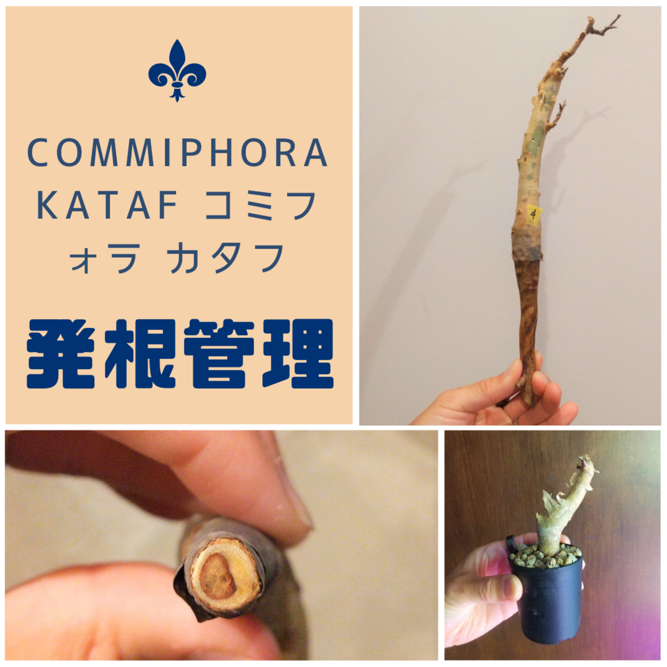 発根マスターへの道 6つの重要なこと】Commiphora kataf コミフォラ 