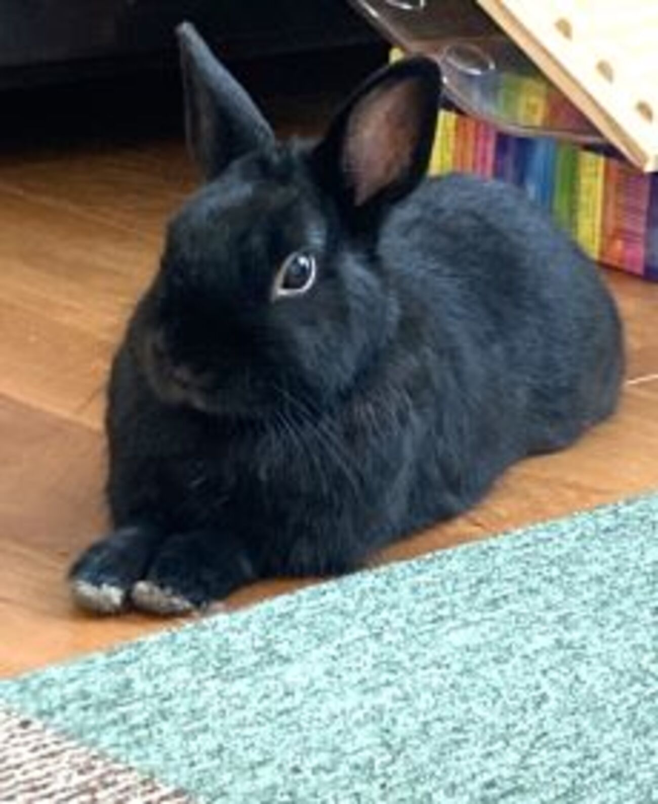 足踏み1日。ジャンボうさぎに会いに行く… - 黒うさぎのつぶやき