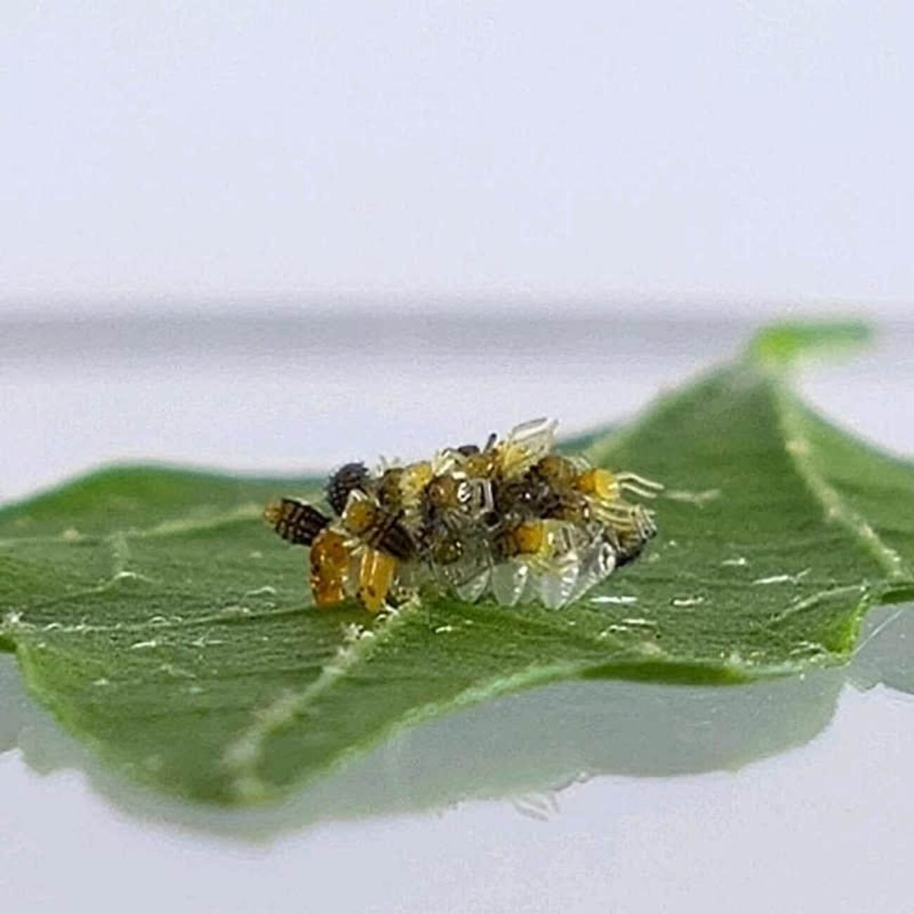 テントウムシが孵化しました！ - YUの昆虫観察