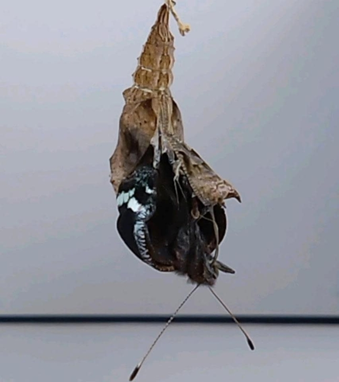 ルリタテハが羽化しました！【蛹の脱皮～成虫まで載せます】 - YUの昆虫観察