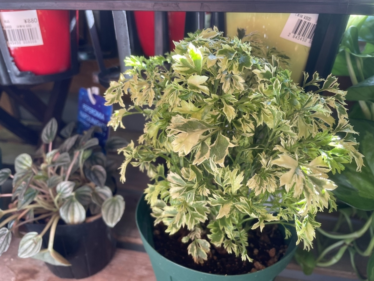 おすすめ植物〜8月18日！#観葉植物 #観葉植物のある暮らし #インテリア